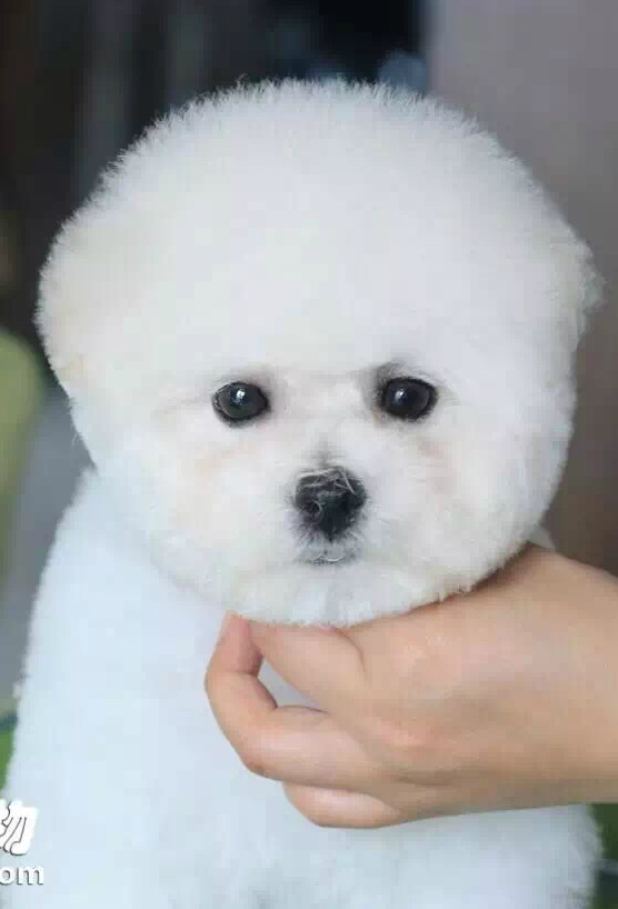 恭喜馬小姐同時(shí)成為Mick（密克）和Flo（弗洛）的新主人！